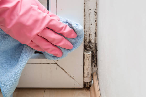 Environmental Consulting for Mold Prevention in West Bradenton, FL